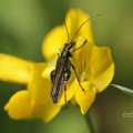 Thick-thighed Beetle (Oedemera nobilio) Alan Prowse